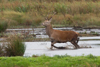 Red Deer Photography be wildlife photographer Neil Salisbury of Betty Fold Gallery